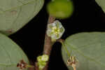 Muscarene Island leaf-flower